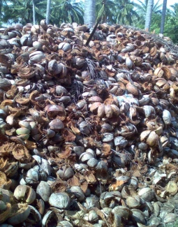PERKEBUNAN 6